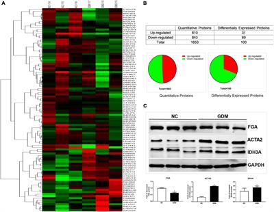 Proteomics and bioinformatics analysis of cardiovascular related proteins in offspring exposed to gestational diabetes mellitus